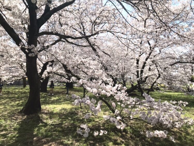 満開桜