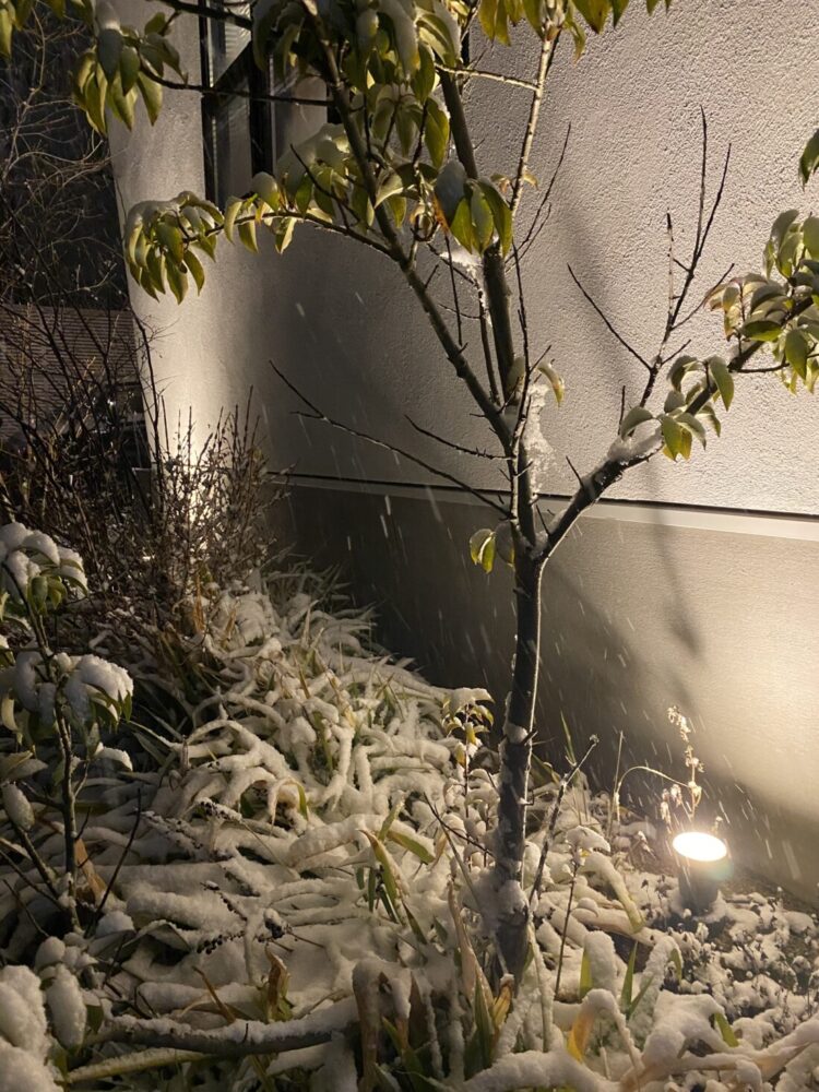 樹木と雪